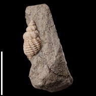 Maturifusus  conspiquus