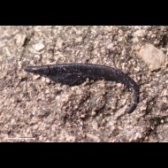 Onychites  sp.