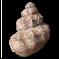 Fossacerithium cf. formosa