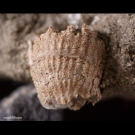 Trochocyathus  sp.