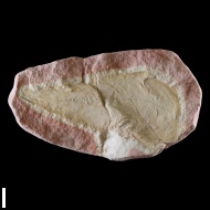 Pteronites  sp.