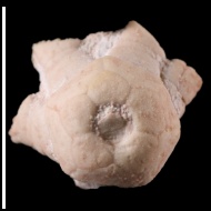 Halogetocrinus  sp.