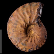 Schloenbachia  sp.