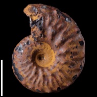 Schloenbachia  sp.