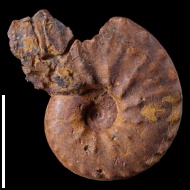 Schloenbachia  sp.