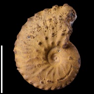 Schloenbachia  sp.
