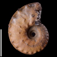 Schloenbachia  sp.