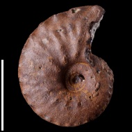 Schloenbachia  sp.