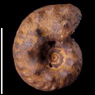 Schloenbachia  sp.