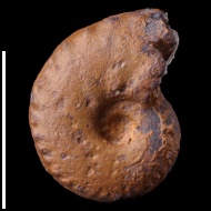 Schloenbachia  sp.