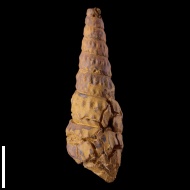 Turrilites  costatus
