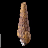 Turrilites  costatus