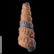 Turrilites  costatus