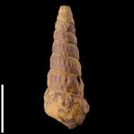 Turrilites  costatus
