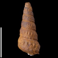 Turrilites  costatus