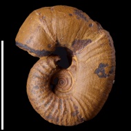 Worthoceras  sp.