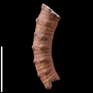 Anisoceras  sp.