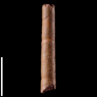 Sciponoceras  sp.