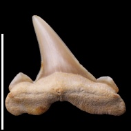 Cretalamna  sp.