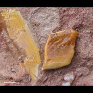 Toyemia cf. 