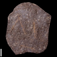 Lenica  sp.