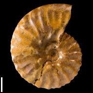 Semenoviceras  sp.