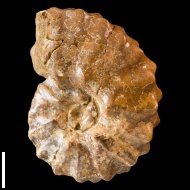 Semenoviceras  sp.