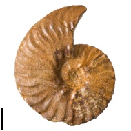 Semenoviceras  sp.