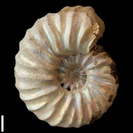 Arcthoplites  gerassimovi