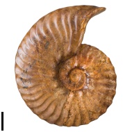 Semenoviceras  sp.