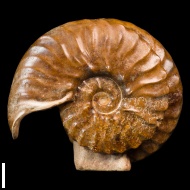 Semenoviceras  sp.