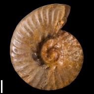 Semenoviceras  sp.