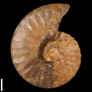 Semenoviceras  sp.