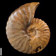 Semenoviceras  sp.