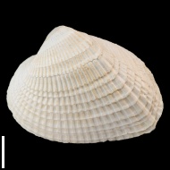 Didacna  sp.