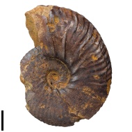 Anahoplites  intermedius (Spath)