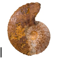 Sulcohoplites  sp.