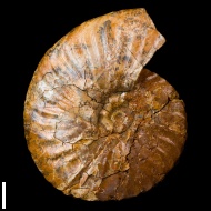 Semenoviceras  sp.