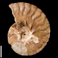 Semenoviceras  sp.