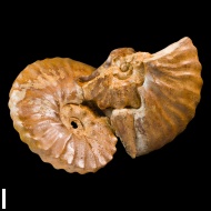 Semenoviceras  sp.