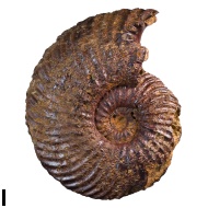 Daghestanites  sp.