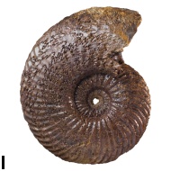 Daghestanites  sp.