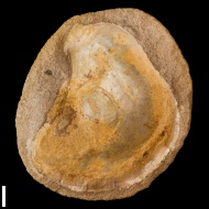 Amphidonta  sp.