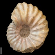 Arcthoplites  gerassimovi