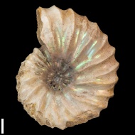 Arcthoplites  gerassimovi