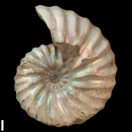 Arcthoplites  bogoslowskyi