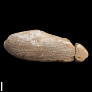 Modiolus  sp.