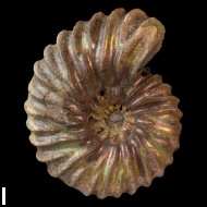 Arcthoplites  gerassimovi