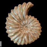 Arcthoplites  gerassimovi