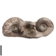 Plasmatites  sp.